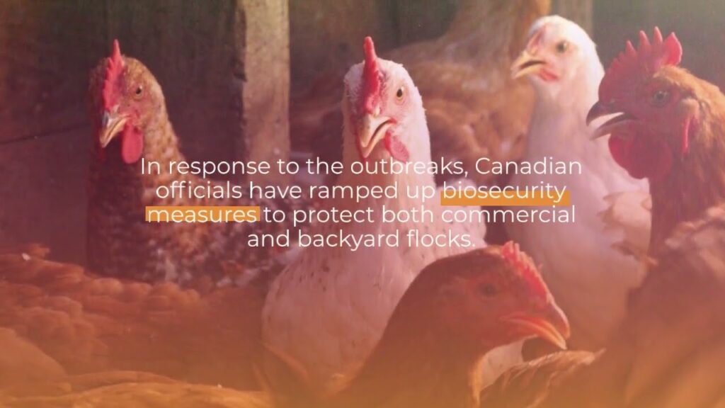 avian influenza british columbia